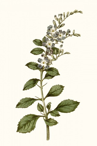 Soft Blue Botanicals I