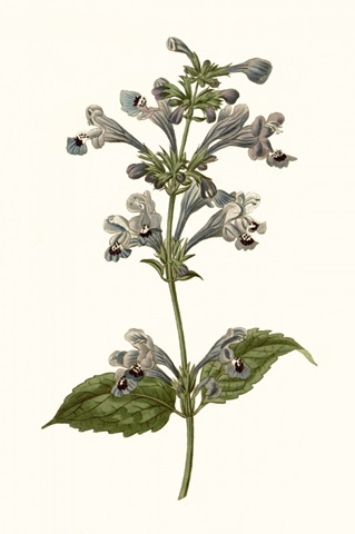 Soft Blue Botanicals III