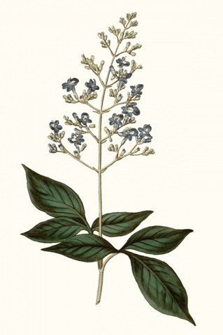 Soft Blue Botanicals IV