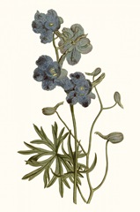 Soft Blue Botanicals V