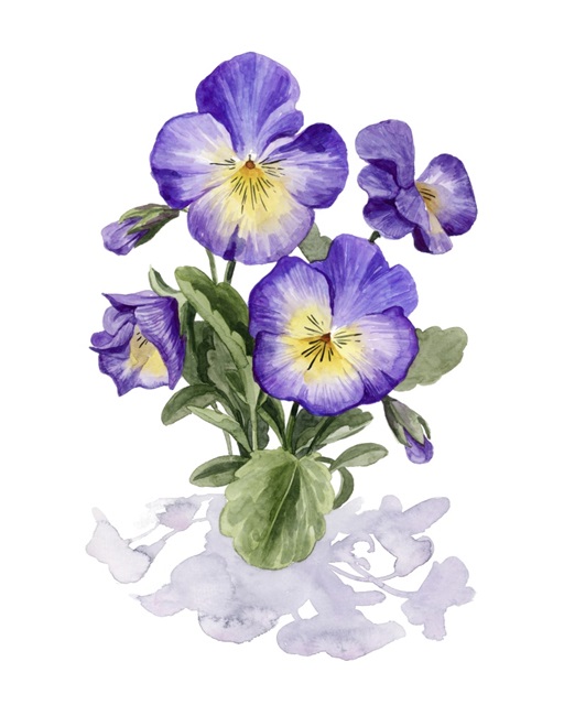 Viola Pansies I