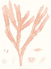 Vivid Coral Seaweed II