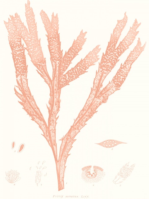Vivid Coral Seaweed II