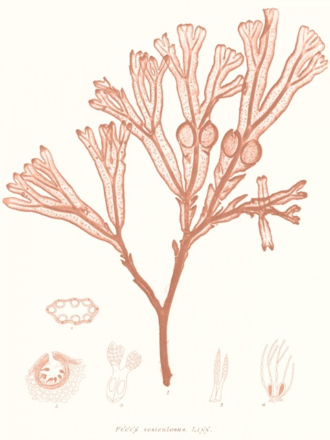 Vivid Coral Seaweed III