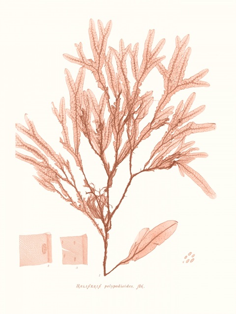 Vivid Coral Seaweed V