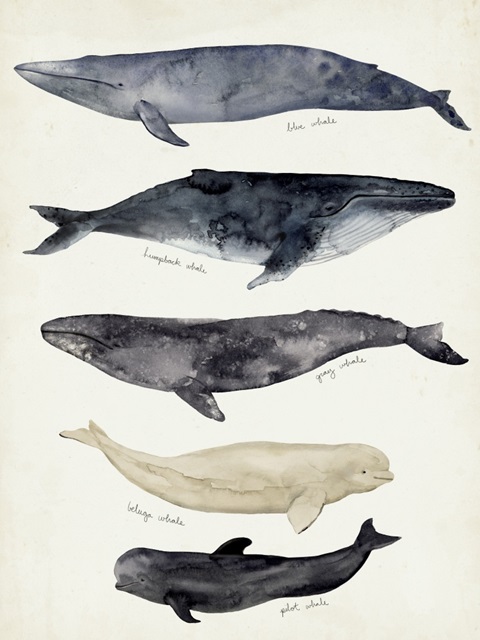 Whale Chart II