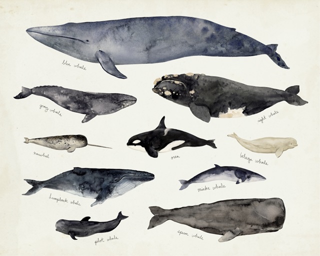Whale Chart III