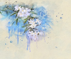 White Blossoms
