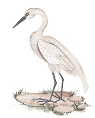 A White Heron I