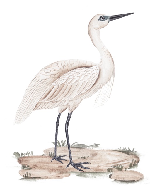 A White Heron II