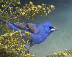 Blue Grosbeak