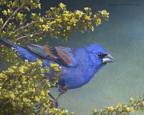 Blue Grosbeak