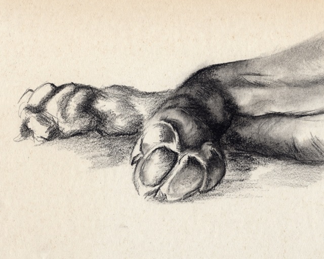 Charcoal Paws I