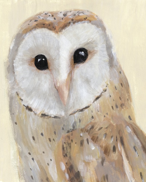 Common Barn Owl I