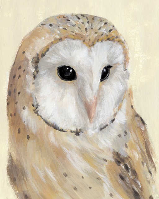 Common Barn Owl II