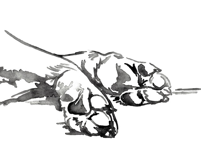 Linear Paws I