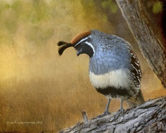 Male Quail