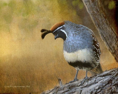 Male Quail