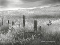 Fence Line Flight II