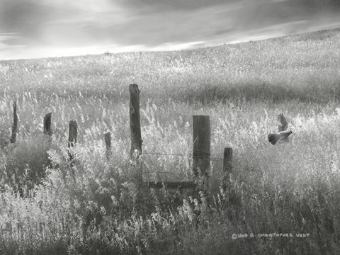 Fence Line Flight II