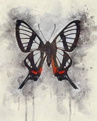 Natural Abstraction II