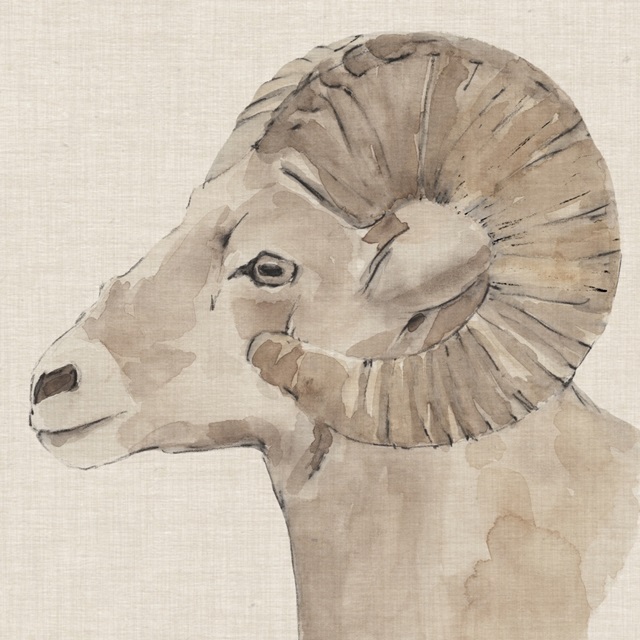 Bighorn Profile I