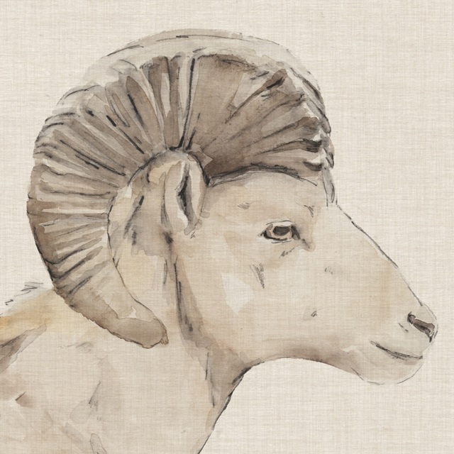 Bighorn Profile II