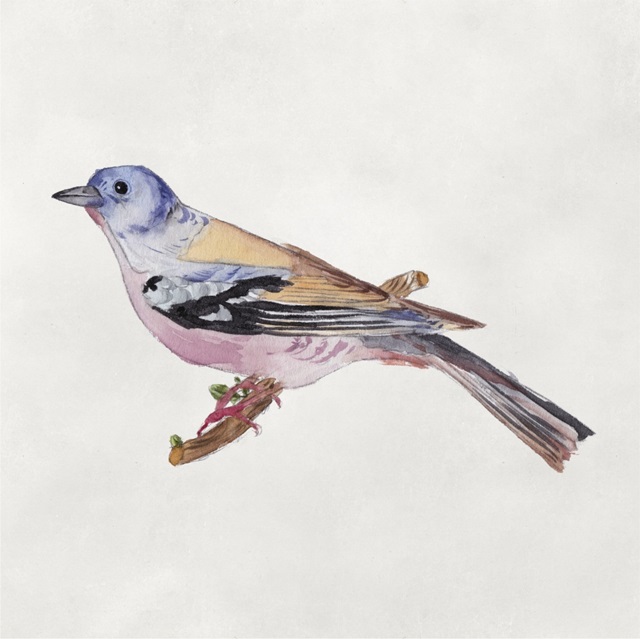 Bird Sketch II
