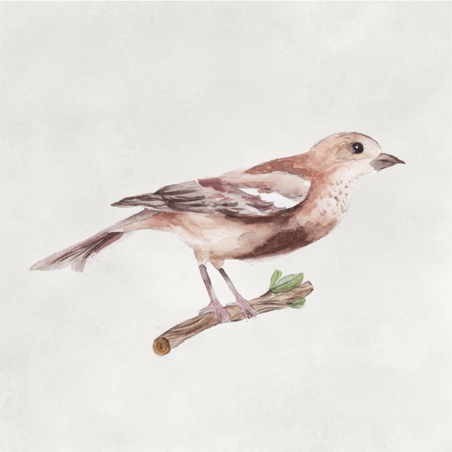 Bird Sketch IV
