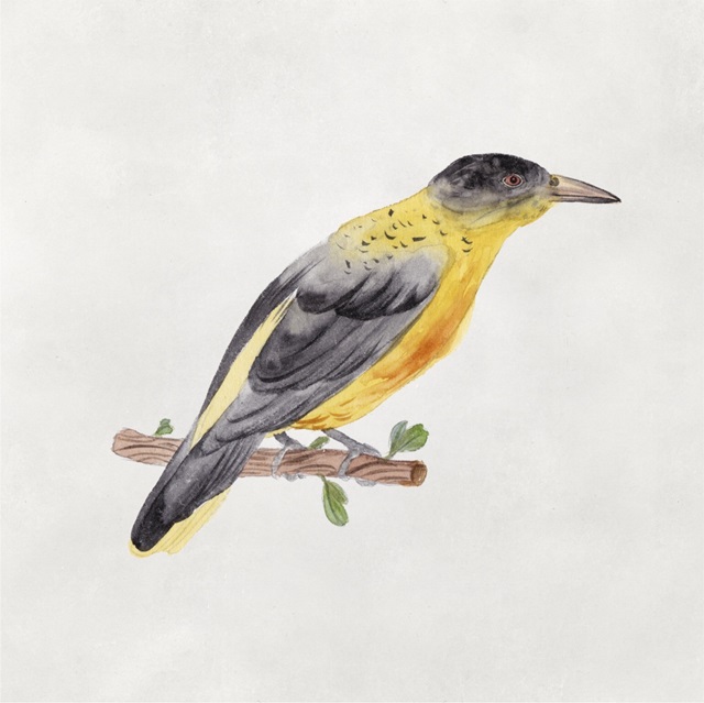 Bird Sketch VI