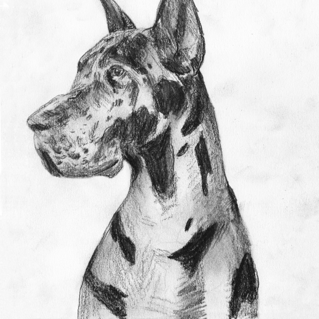 Great Dane Portrait I