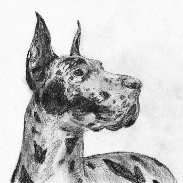 Great Dane Portrait II