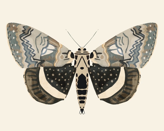 Neutral Moth I