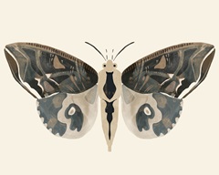 Neutral Moth II
