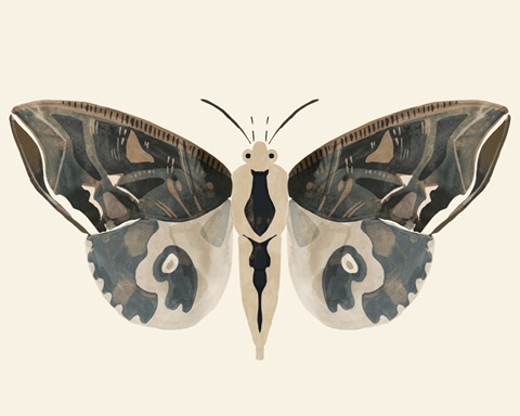 Neutral Moth II