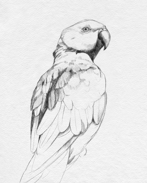 Parrot Portrait II