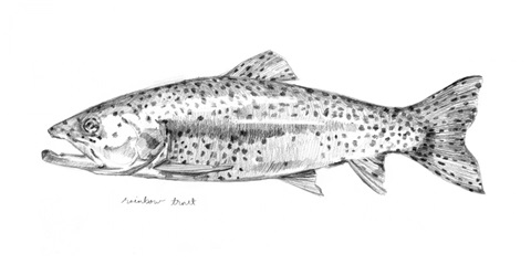 Sketch of the Day II