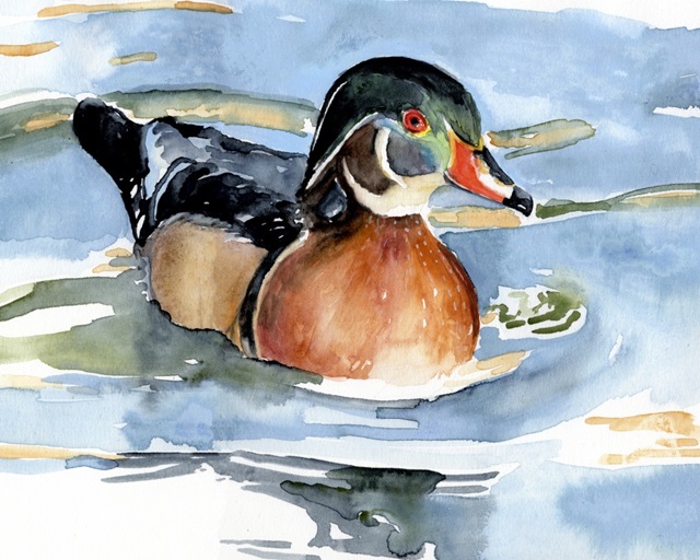 Watercolor Woodduck II