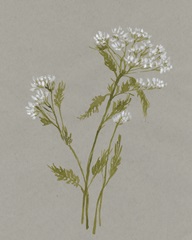 White Field Flowers III