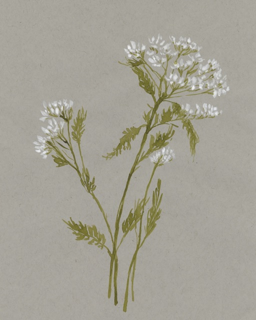 White Field Flowers III