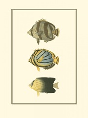 Antique Tropical Fish IV