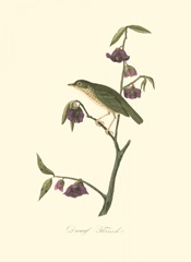 Audubon's Thrush