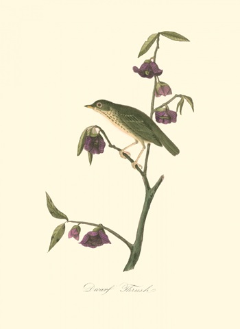 Audubon's Thrush