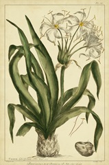 Crinum, Pl. CX
