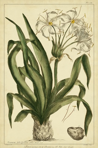 Crinum, Pl. CX