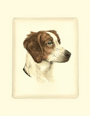 Danchin Brittany Spaniel