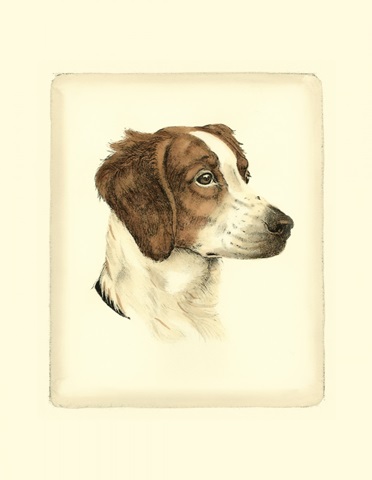 Danchin Brittany Spaniel