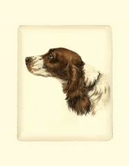 Danchin Cocker Spaniel