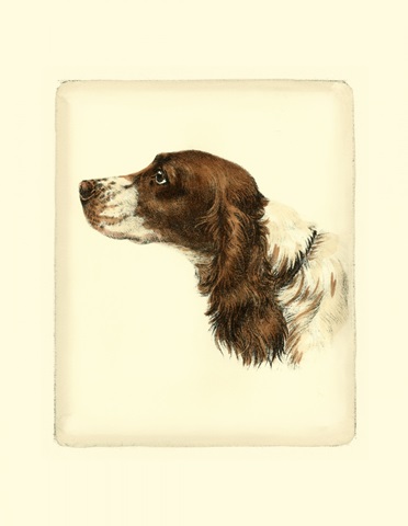 Danchin Cocker Spaniel