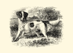 English Setter